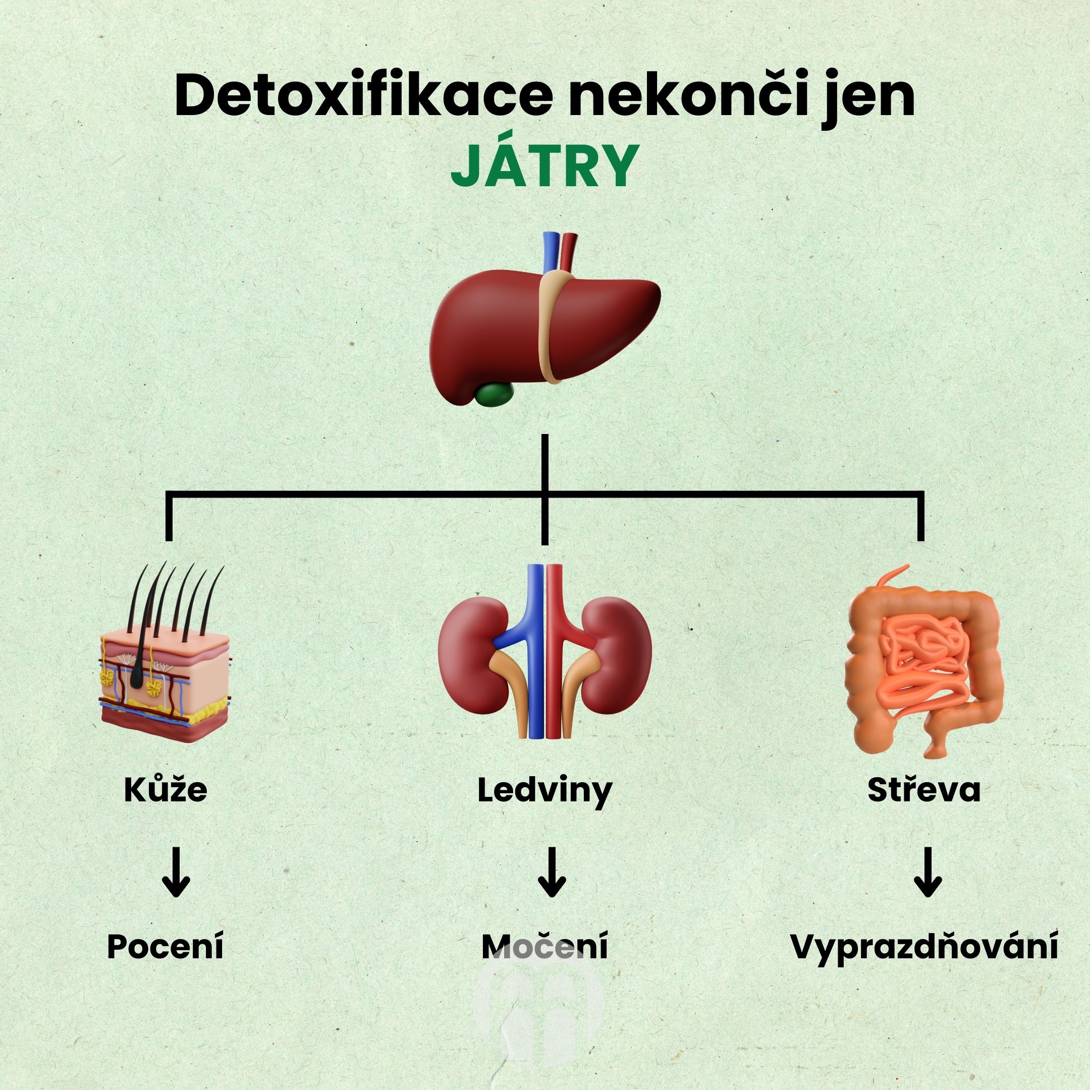 Detoxifikace nekonči jen JÁTRY